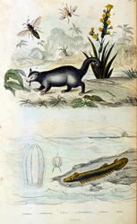 Botanisk og zoologisk illustrasjon av F.E. Guerin. Fra *Pittoresk ordbok for naturhistorie og naturfenomener* - 1833/1834