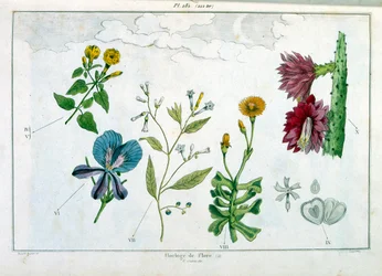 Botanisk illustrasjon av F.E. Guerin. Fra *Pittoresk ordbok for naturhistorie og naturfenomener* - 1833/1834