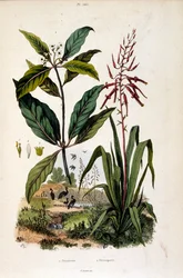 Botanisk illustrasjon av F.E. Guerin. Fra *Pittoresk ordbok for naturhistorie og naturfenomener* - 1833/1834