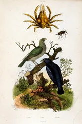 Botanisk illustrasjon av F.E. Guerin. Fra *Pittoresk ordbok for naturhistorie og naturfenomener* - 1833/1834