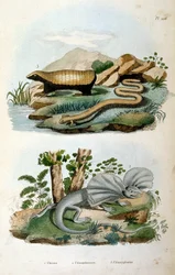 Chlamyphoridae er en familie av cingulate pattedyr. Glyptodonter har tradisjonelt blitt ansett som cingulate pattedyr i stammen, utenfor gruppen som inneholder moderne beltedyr.