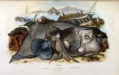 Illustrasjon av Manta Ray fisk. (kromolitografi fra Pittoresk ordbok for naturhistorie og naturfenomener av Felix-Edouard Guerin