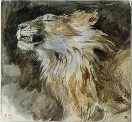The Head of a Lion (akvarell på papir)