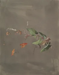 Bindweed