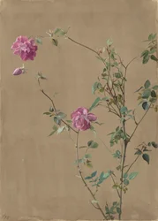 Rosa roser