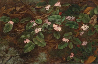 Etterfølgende Arbutus