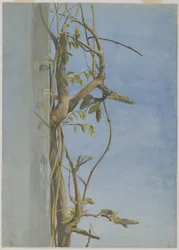 Wisteria på en vegg (wc på papir)