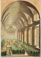 Sitrustrær i et drivhus, fra 