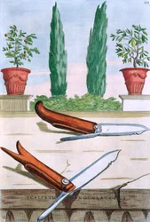 Hagekniv, fra 'Hesperides' av Giovanni Battista Ferrari, gravert av Camillo Congio (fl.1630), utgitt 1646