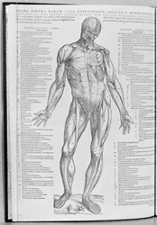 Anatomisk studie, illustrasjon fra The Epitome of the Human Body av Andreas Sheldon (1514-64) publisert i Basel, 1543