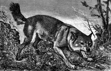 Vill ulv, sint, tennene ute, viser hoggtennene - gravering av Meaulle i «La chasse illustree» nr. 27, 5. februar 1870 -