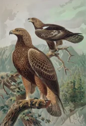 GRAVERING-GULLEN ØRN-VOKSEN HANN (1) OG KVINNE (2) AQUYLA CHYSAETUS