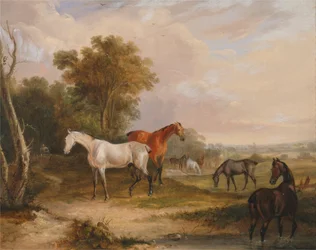 Hester som beiter: En grå hingst som beiter med hopper på en eng