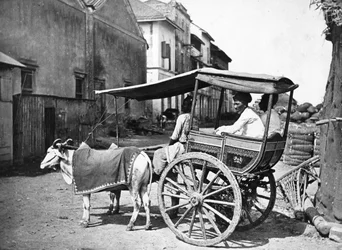 Bombay Hackerry, ca. 1875