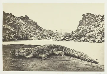 Krokodille på en sandbanke, 1857.