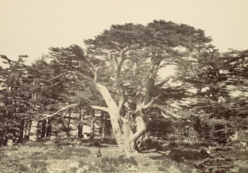 Den største av sedertrene, Mount Libanon, 1857.