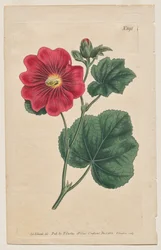 Det botaniske magasinet eller blomsterhagen vist: Plate 892, Althaea Flexuosa. Seringapatam A Stokrose . [Althea rosea]