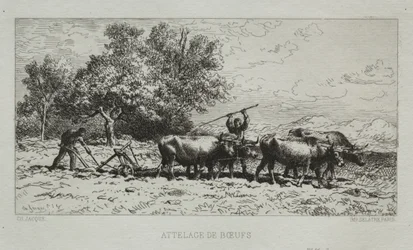 Team av okser