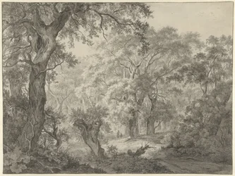 skoglandskap