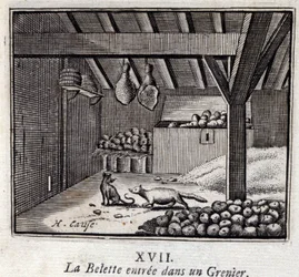 La Weasette gikk inn i en Grenier. Fabler av Jean de La Fontaine (1621-95). Illustrasjon av François Chauveau (1613-1676). Utgave av 1728.