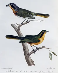 Voksen hann og ung av Olive Bushshrike (Telophorus olivaceus), gravering fra Histoire Naturelle des Oiseaux d'Afrique