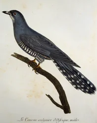 Afrikansk gjøk (Cuculus gularis), gravering fra Histoire Naturelle des Oiseaux d'Afrique av Francois Le Vaillant (1753-1824), Frankrike