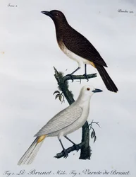 Afrikansk rødøyd bulbul (Pycnonotus nigricans), gravering fra Histoire Naturelle des Oiseaux d