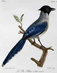 Azurvinget skjære (Cyanopica cyanus), gravering fra Natural History of African Birds