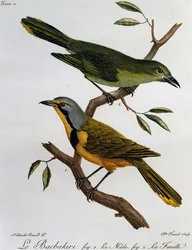 Bokmakierie Bushshrike (Telophorus zeylonus), gravering fra Natural History of African Birds