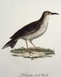 Cape Longbill hann (Certhilauda curvirostris), gravering fra Histoire Naturelle des Oiseaux d