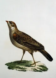 Kvinnelig gjøkrulle, gravering fra Natural History of the Birds of Africa av Francois Le Vaillant (1753-1824), Frankrike