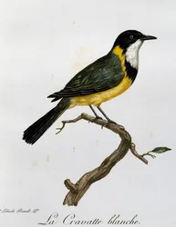 Golden Whistler (Pachycephala pectoralis), gravering fra Natural History of African Birds