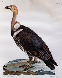 Moden Cape Griffon (Gyps coprotheres), gravering fra Natural History of African Birds