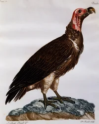 Grib med lappansikt (Torgos tracheliotos), gravering fra Natural History of the Birds of Africa