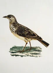 Stornebblerke (Galerida magnirostris), gravering fra Histoire Naturelle des Oiseaux d'Afrique av Francois Le Vaillant (1753-1824), Frankrike