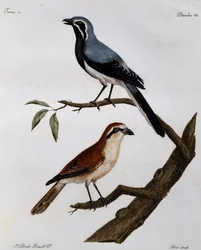 Le Pendeur og Rousseau, gravering fra Natural History of the Birds of Africa