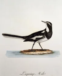 Hann afrikansk pied vipstjert (Motacilla aguimp), gravering fra Histoire Naturelle des Oiseaux d