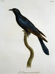 Hanngjøk (Cuculus clamosus), gravering fra Histoire Naturelle des Oiseaux d