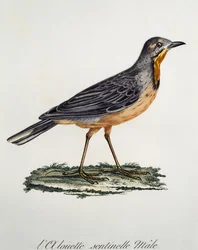 Mann Kapp Longclaw (Macronyx capensis), gravering fra Histoire Naturelle des Oiseaux d'Afrique av Francois Le Vaillant (1753-1824), Frankrike