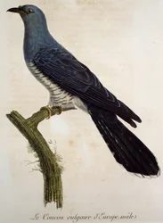 Eurasisk hanngjøk (Cuculus canorus), gravering fra Histoire Naturelle des Oiseaux d