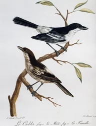 Hann og hunn av svartrygg (Dryoscopus cubla), gravering fra Histoire Naturelle des Oiseaux d'Afrique