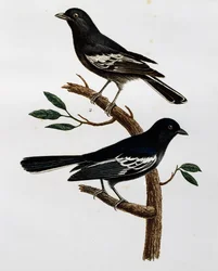 Hann og hunn av svartmeis (Parus niger), gravering fra Histoire Naturelle des Oiseaux d'Afrique