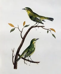 Hann og hunn av blek hvitøye (Zosterops pallidus), gravering fra Histoire Naturelle des Oiseaux d'Afrique