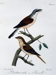 Hann og hunn av rødrygget Shrike (Lanius collurio), gravering fra Histoire Naturelle des Oiseaux d