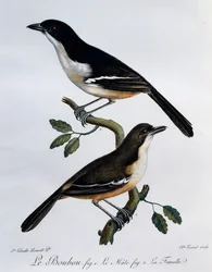 Hann og hunn av Southern Boubou (Laniarius ferrugineus), gravering fra Histoire Naturelle des Oiseaux d