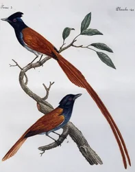 Hann og hunn av flekket fluesnapper (Muscicapa striata), gravering fra Histoire Naturelle des Oiseaux d'Afrique