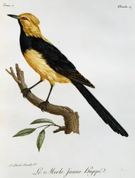 Merle Jaune Huppe, gravering fra Natural History of African Birds
