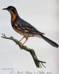 Rødfugl, svart krage, gravering fra Natural History of African Birds