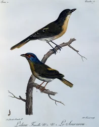 Olive Bushshrike (Telophorus olivaceus), gravering fra Natural History of African Birds