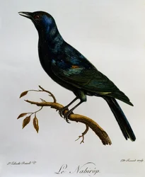 Blekvinget stær (Onychognathus nabouroup), gravering fra Natural History of African Birds